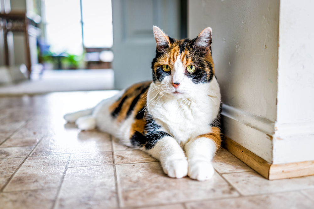 Closeup photo of old calico cat lying next to kitchen on tiled floor at home