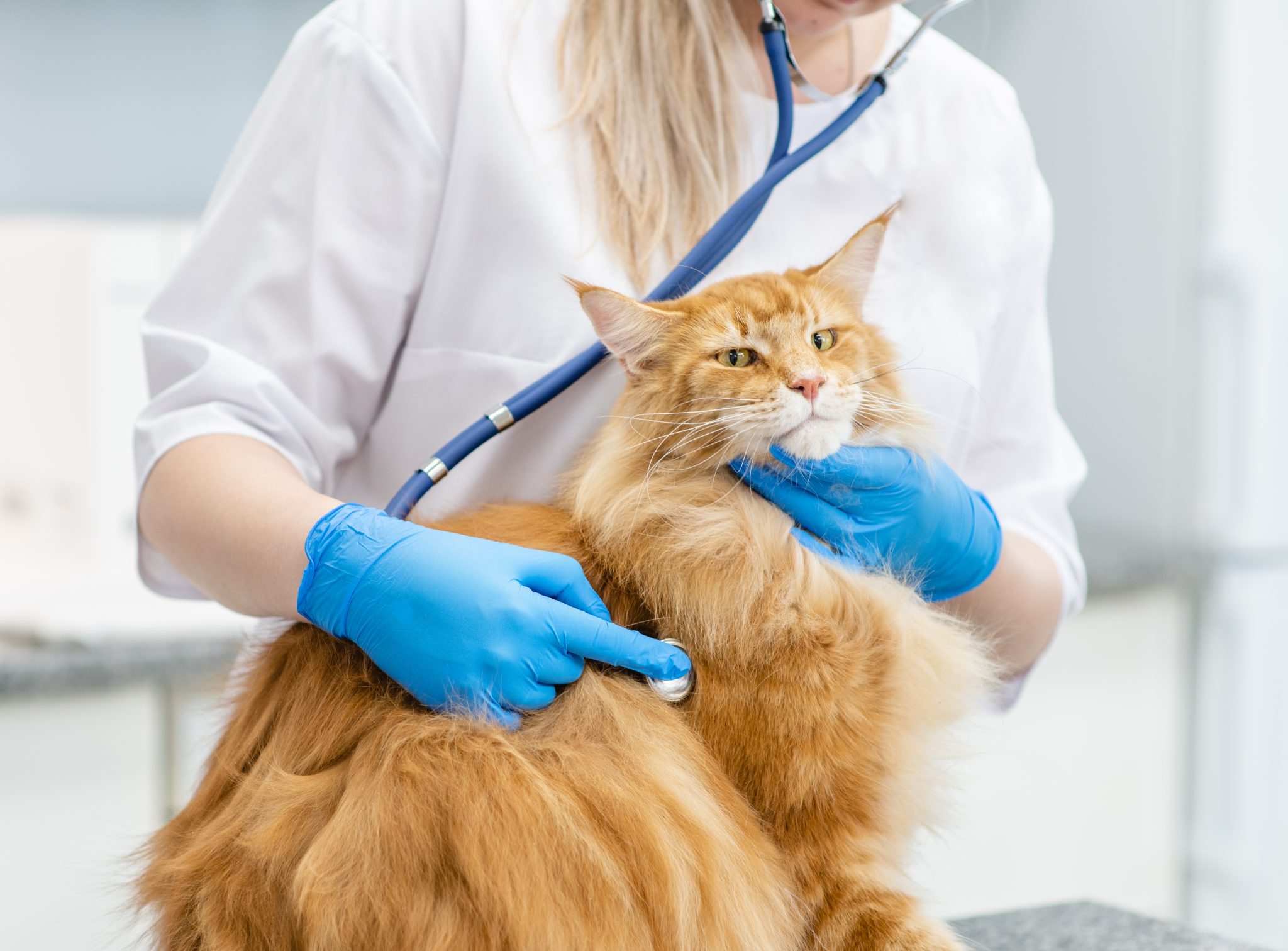 Closeup veterinarian is making a check up of a adult maine coon cat with stethoscope in vet clinic