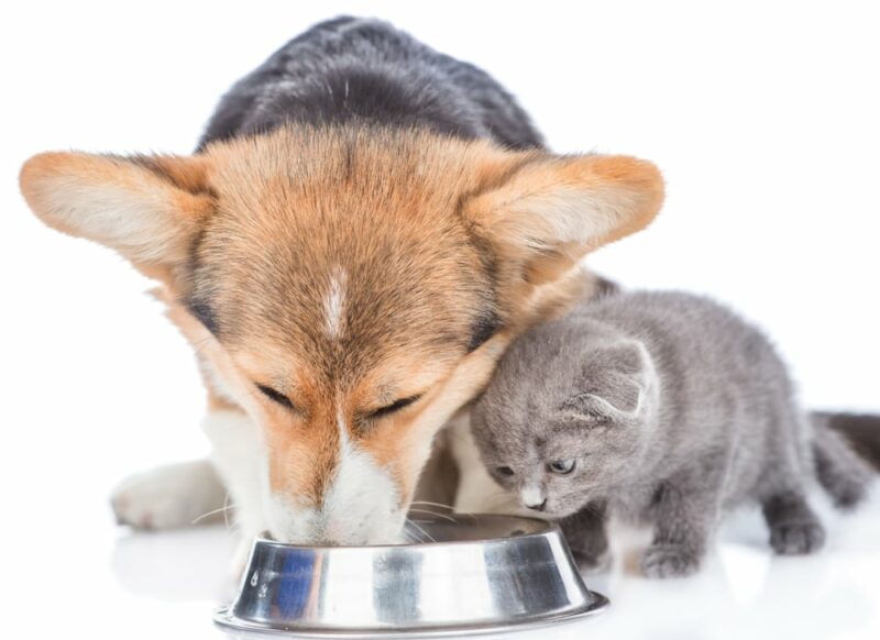 https://www.catster.com/wp-content/uploads/2023/11/Corgi-and-a-gray-cat-drinking-or-eating-from-the-same-stainless-bowl_Ermolaev-Alexander_Shutterstock-800x582.jpg