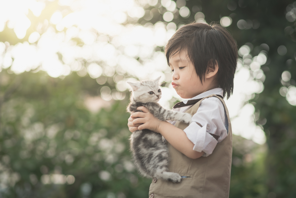 Cute Asian boy holding american short hair kitten