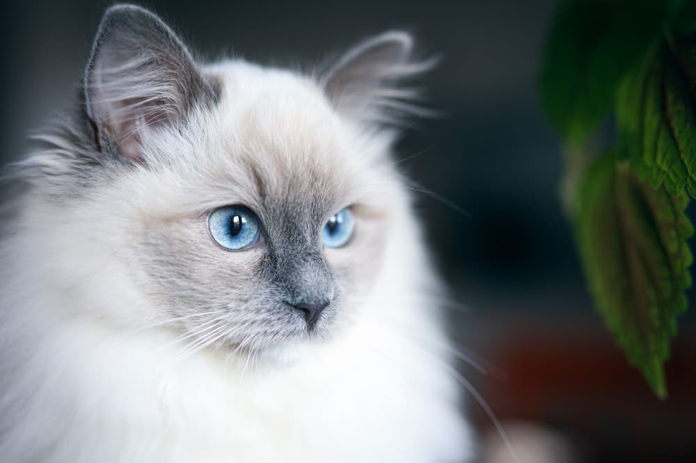 Ragdoll: Cat breed characteristics & care