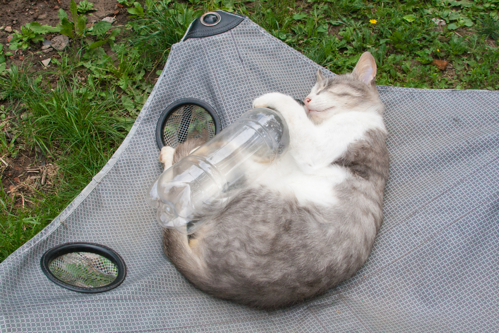 Cute cat on outdoor chair playing with empty plastic water bottle