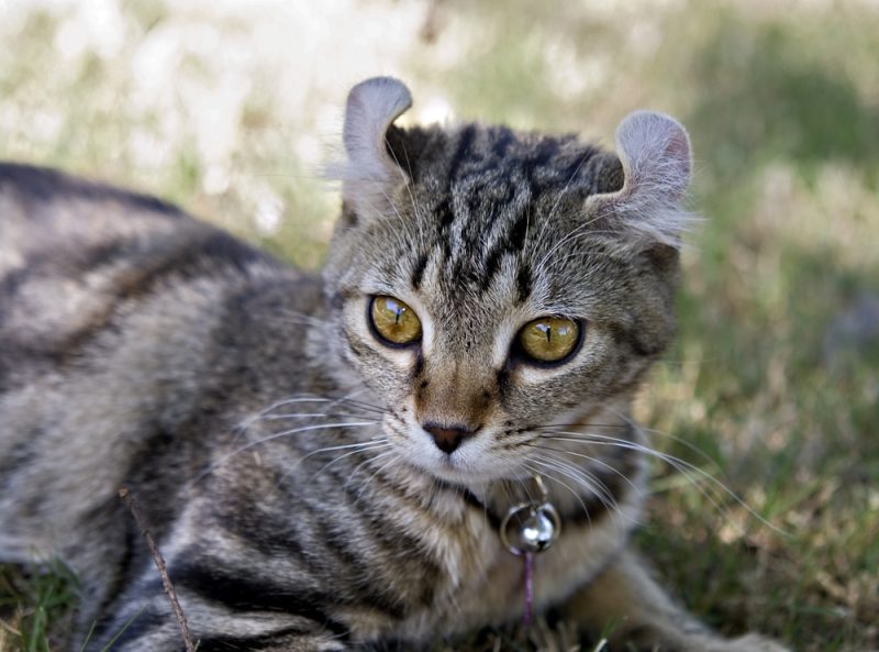 Cute grey Highlander Cat in grass folded ears