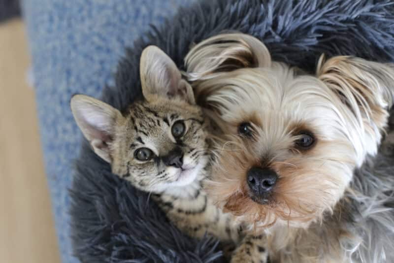 Are Kuppies Real? Can Dogs & Cats Crossbreed? What Science Says