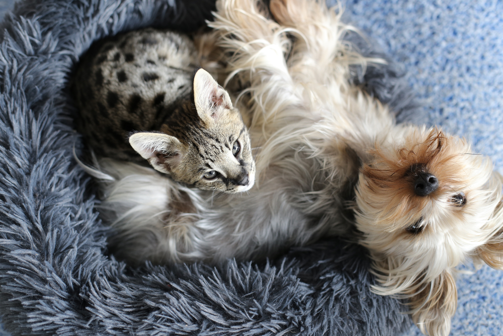 Dog and cat with together in bed