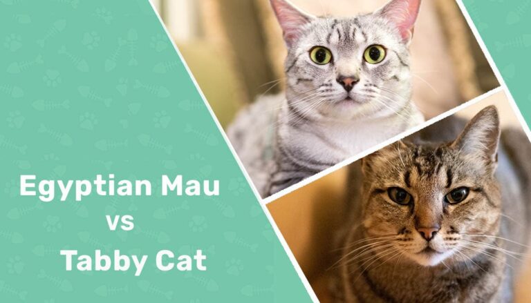 Egyptian Mau vs. Tabby Cat: The Differences (With Pictures) - Catster
