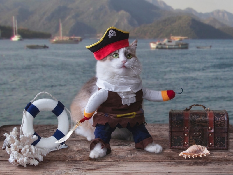Gato engraçado em uma fantasia de fantoche de pirata no cais