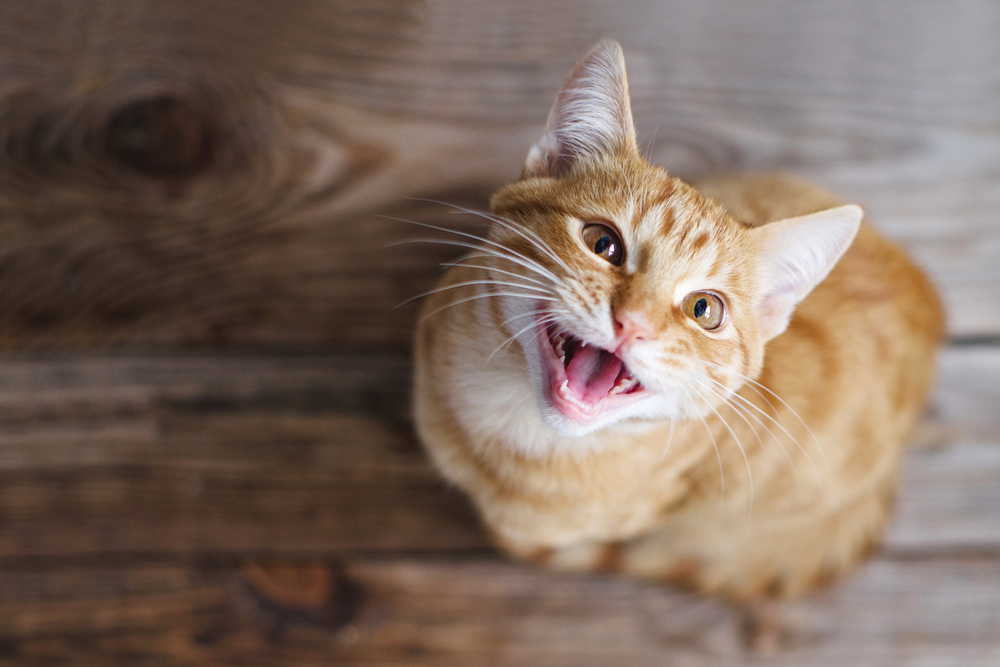 Ginger tabby young cat sitting on a wooden floor looks up