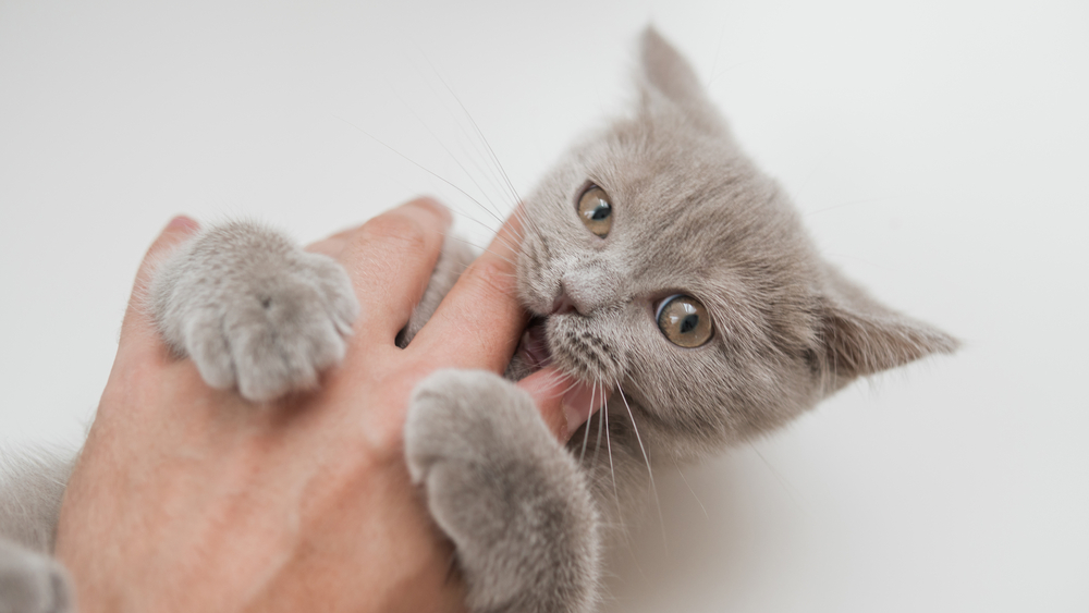 Gray Cat bitting hand