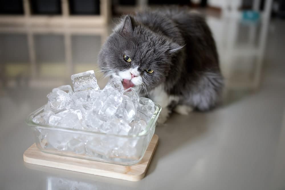 Gray-persian-cat-is-licking-ice