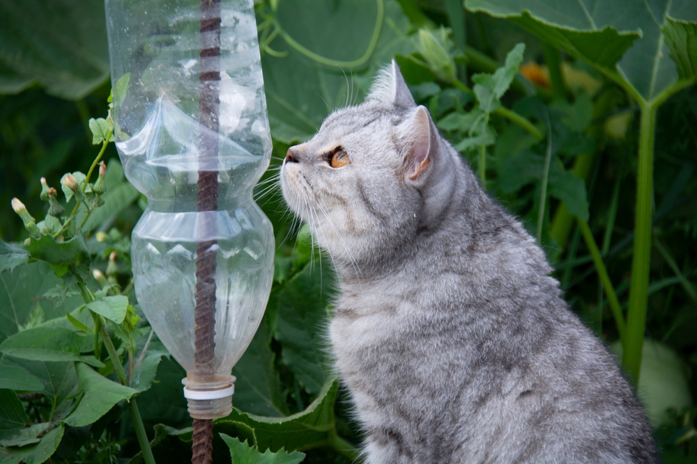 Gray tabby cat staring at plastic bottle suspended on metal rod
