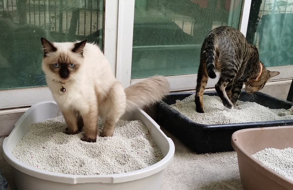 Himalayan and tabby cat in litter box