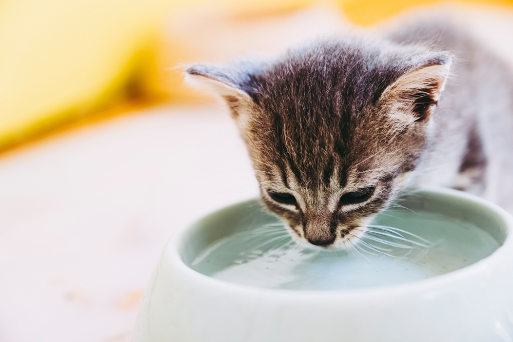 Gatito bebiendo de un cuenco de agua
