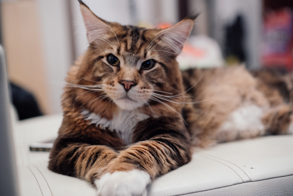 8 Cat Breeds That Get Stolen Most Often (With Pictures) - Catster