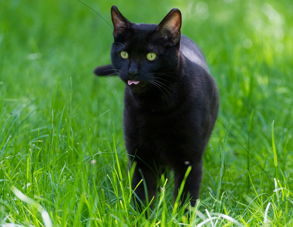 Melanistic Bengal Cat standing on grass