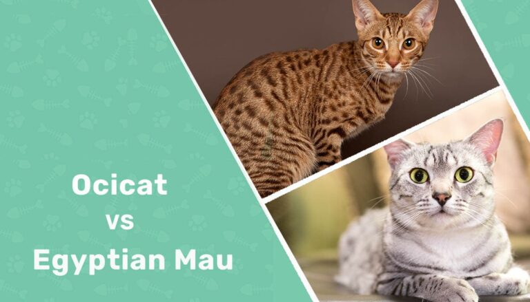 Ocicat vs Egyptian Mau: Main Differences (With Pictures) - Catster