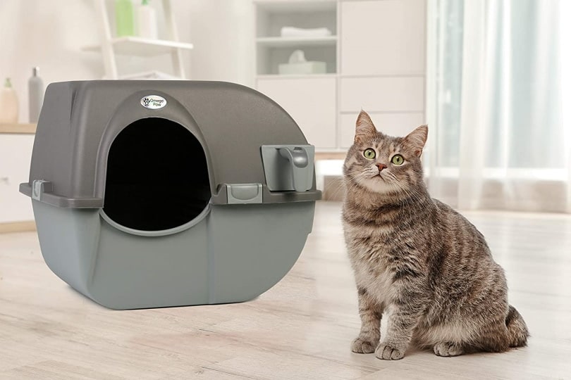 The 13 Best Cat Litter Boxes of 2024, Tested and Reviewed