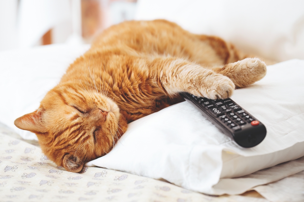 Orange cat holding a TV Control