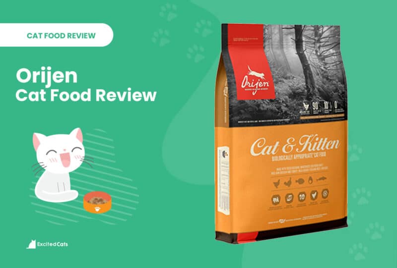Orijen Cat Food Review of 2024: Recalls, Pros & Cons - Catster