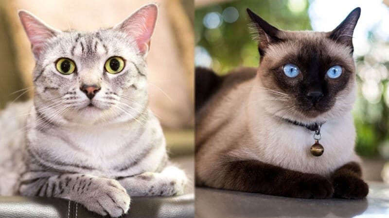 https://www.catster.com/wp-content/uploads/2023/11/Parent-Breeds-of-Egyptian-Mau-Siamese-Mix-800x450.jpg