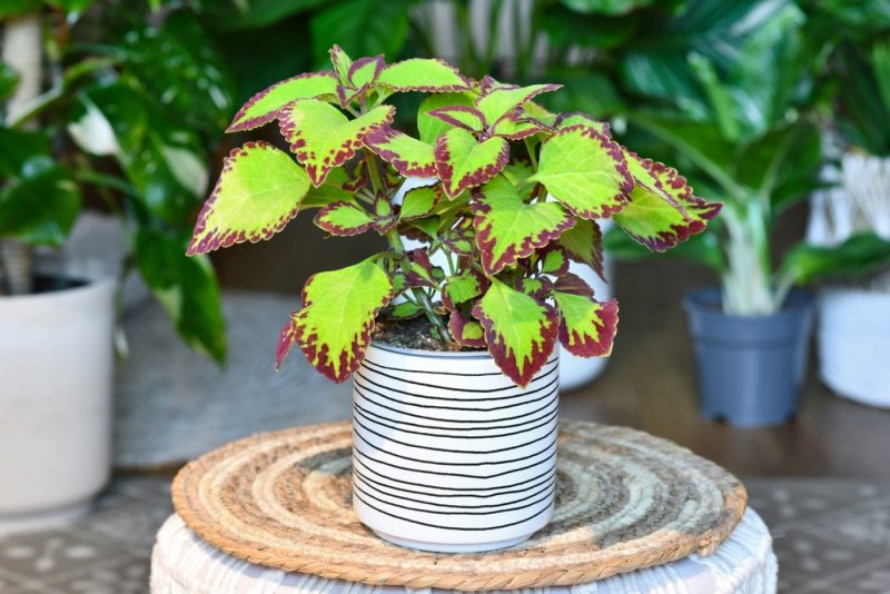 Potted-painted-nettle-Coleus-Blumei-Velvet-plant-in-flower-pot