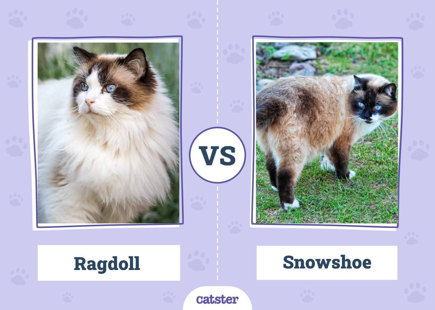 Ragdoll VS Snowshoe