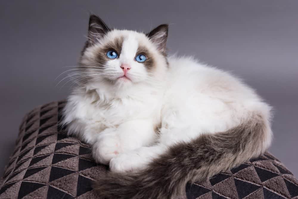 Ragdoll Cat Breed Info: Pictures, Temperament & Traits - Catster