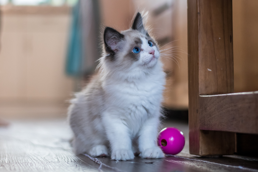 Ragdoll kitten with a ball