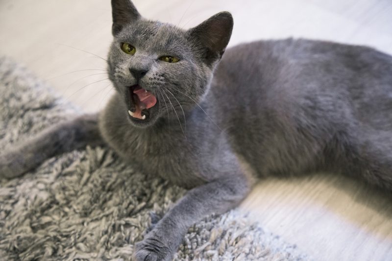 Russian Blue Cat licking its lips while lying on a carpet