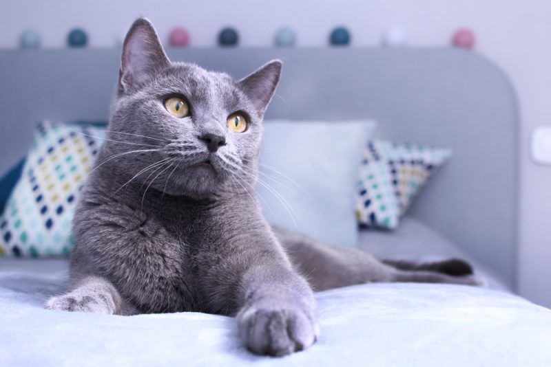Russian blue cat relaxing on bed