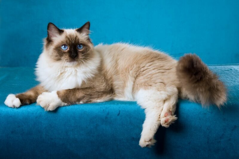 Are Ragdoll Cats Vocal? 5 Common Sounds (With Audio) - Catster