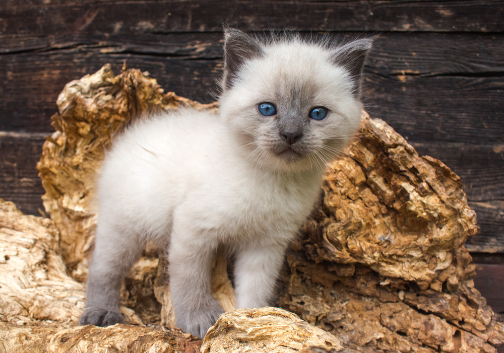Siamese kitten with blue eyes standing in a fallen tree