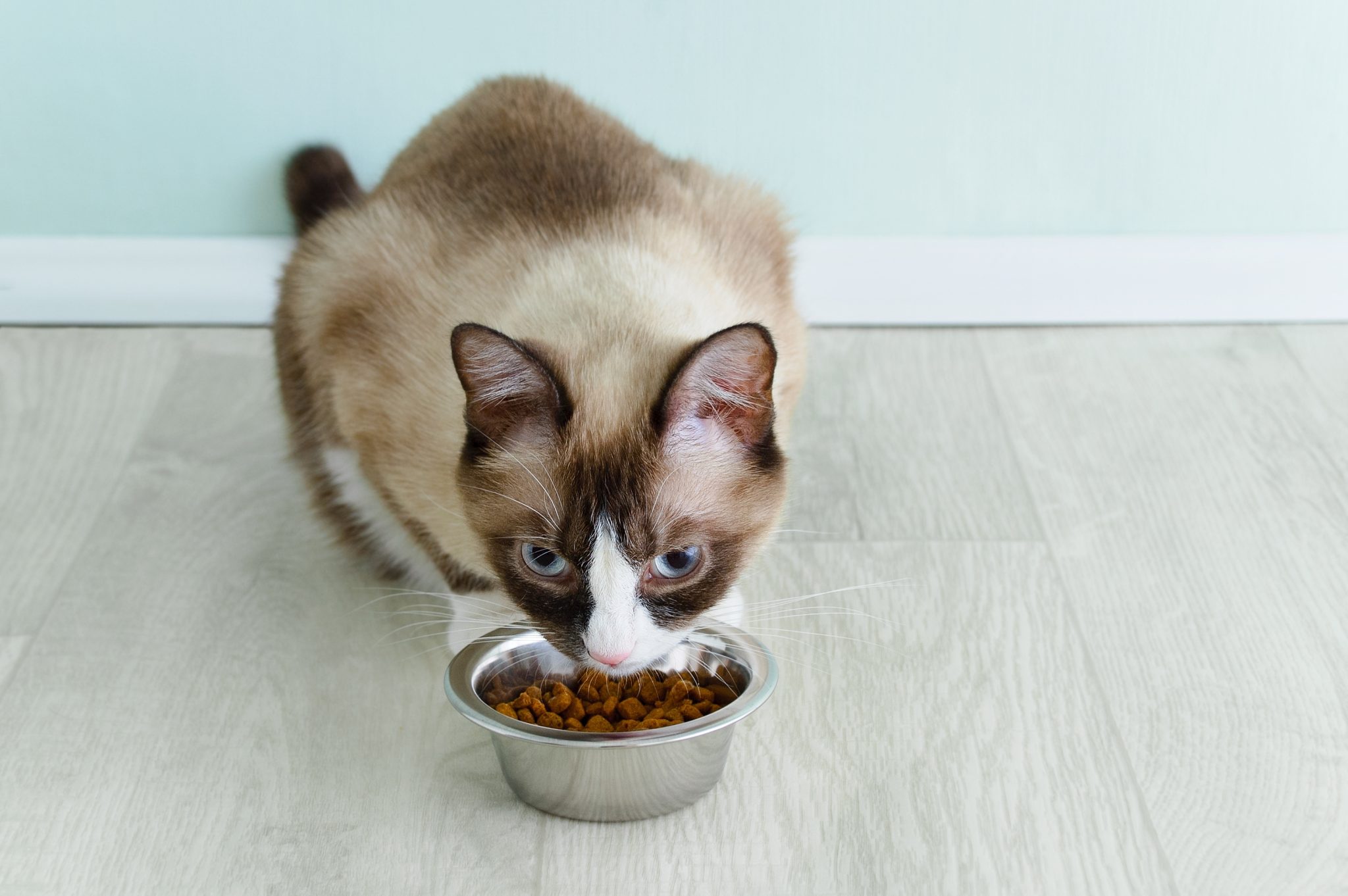 Snowshoe cat breed sitting on the floor and eating from a bowl of dry cat food