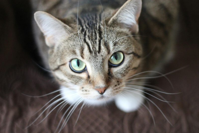 Tabby cat looking up with long whiskers