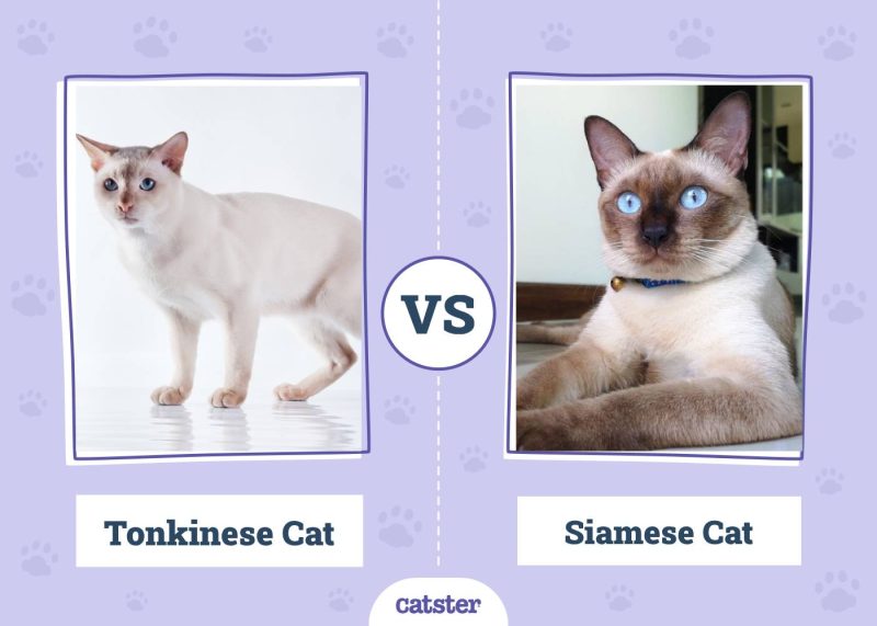 Tonkinese vs Siamese Cat
