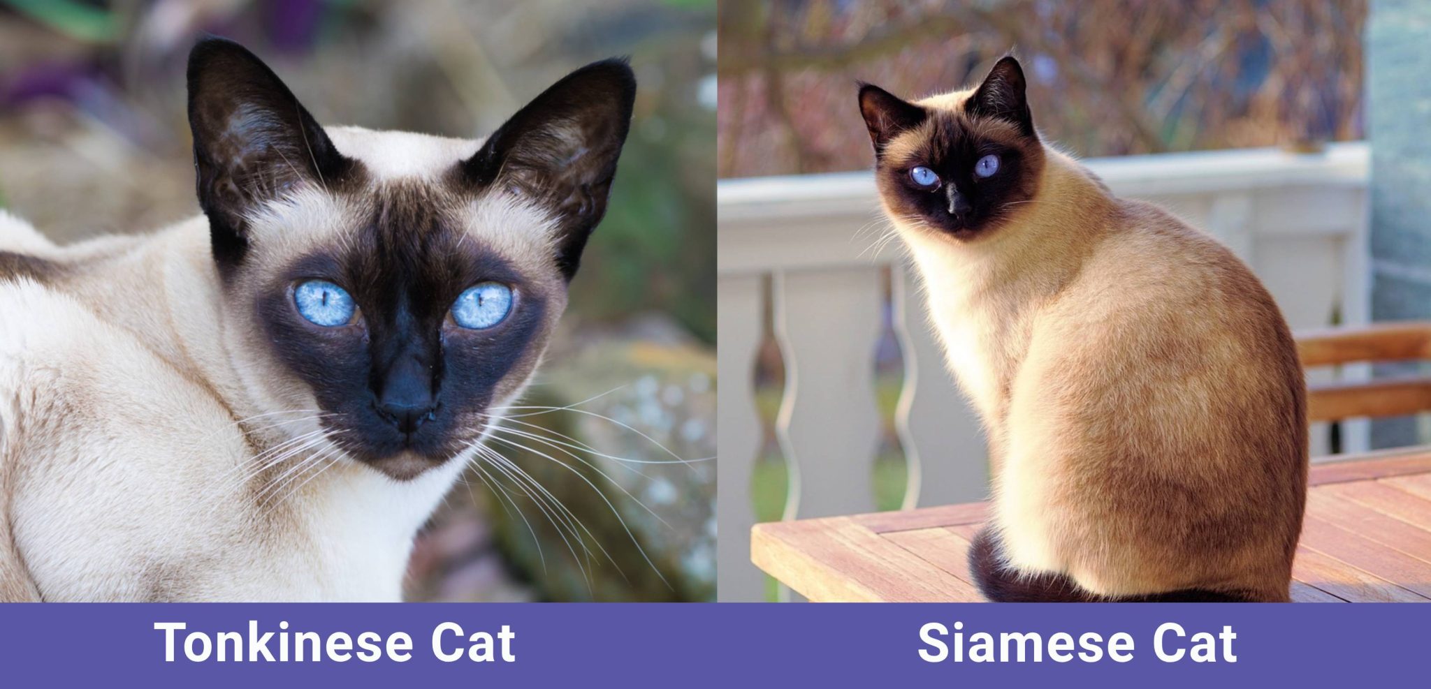 Tonkinese vs Siamese cat Side by side