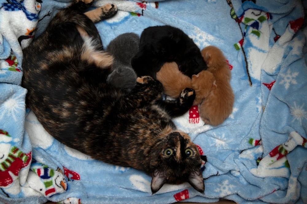 Tortoiseshell mother cat with her kittens