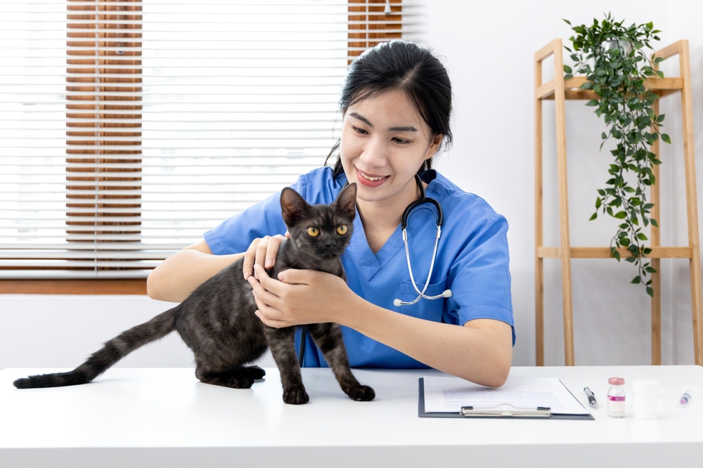 Veterinarian-holds-a-black-American-Shorthair-cat