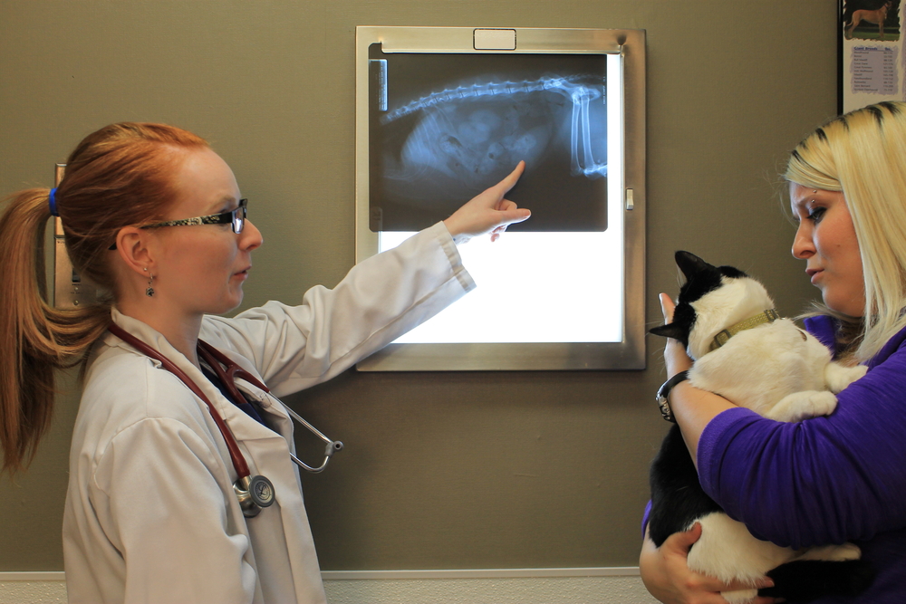 Veterinarian reviewing a cats x-ray