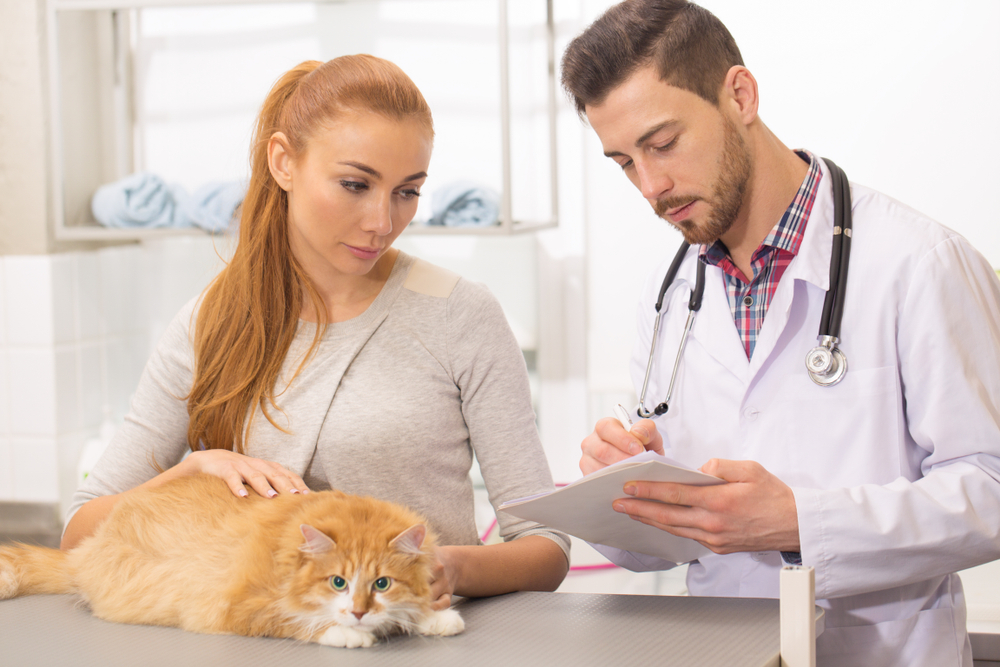 Veteterinarian explaining to woman cat medical condition