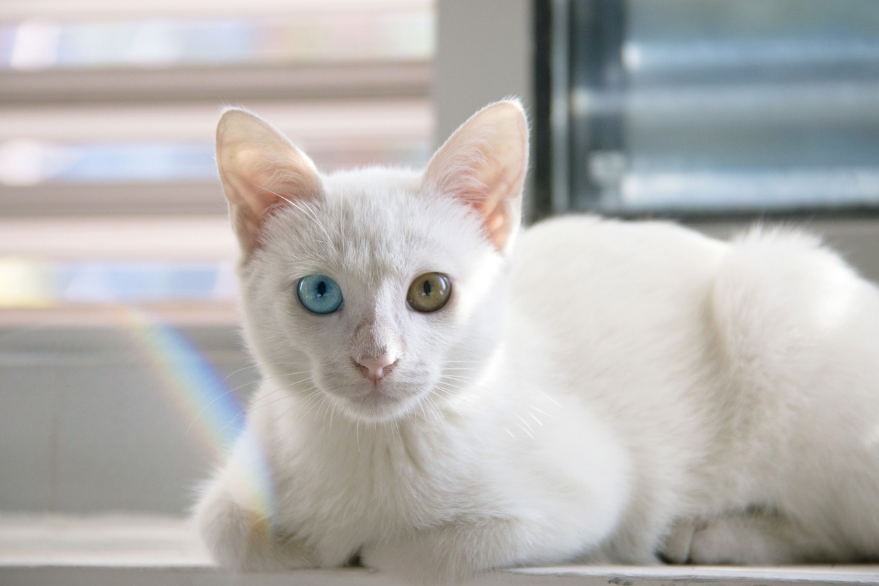 White Cat with different eye colors