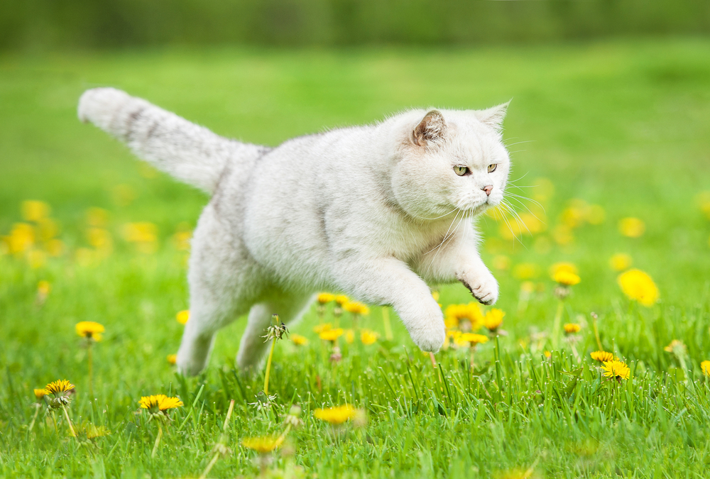 White british shorthair cat jumping on the lawn with dandelions