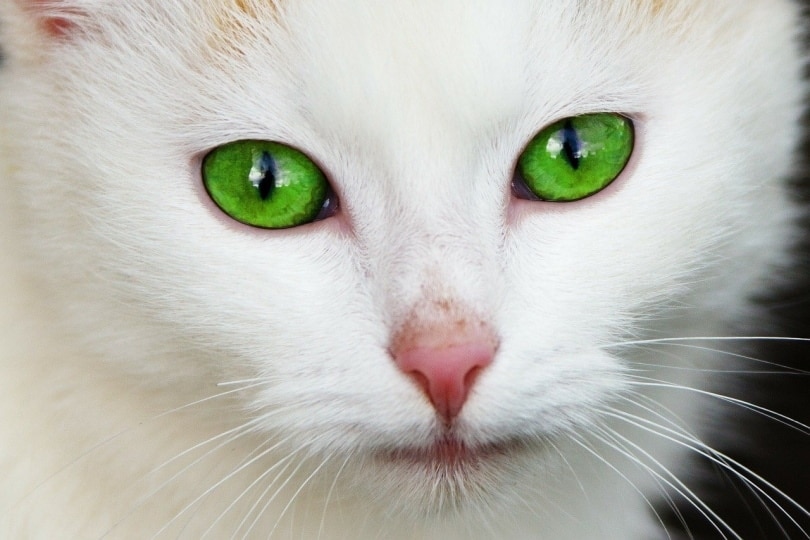 The characteristics of the eye shape in the breed of cat as standard.