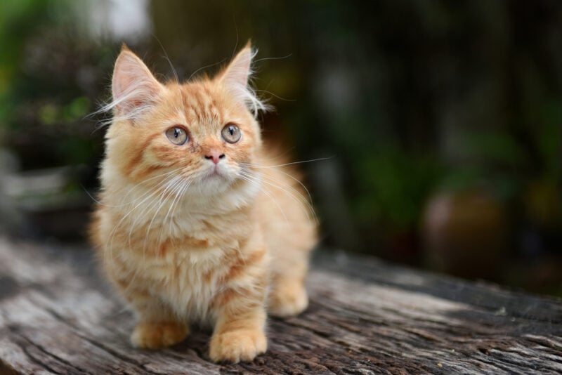 https://www.catster.com/wp-content/uploads/2023/11/Yellow-Tabby-Munchkin-Cat-Phannasit-Shutterstock-e1670390458634.jpg