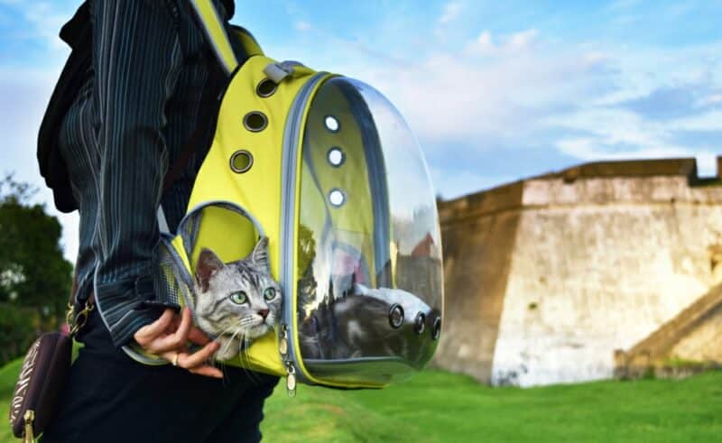 https://www.catster.com/wp-content/uploads/2023/11/Young-woman-and-a-cat-traveling-with-transparent-backpack-carrier-in-the-park-sofirinaja-Shutterstock-800x491.jpg