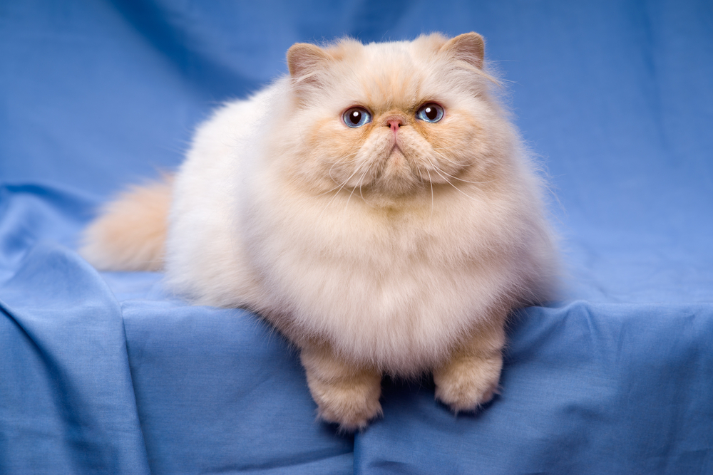 a cream colorpoint persian cat on blue background