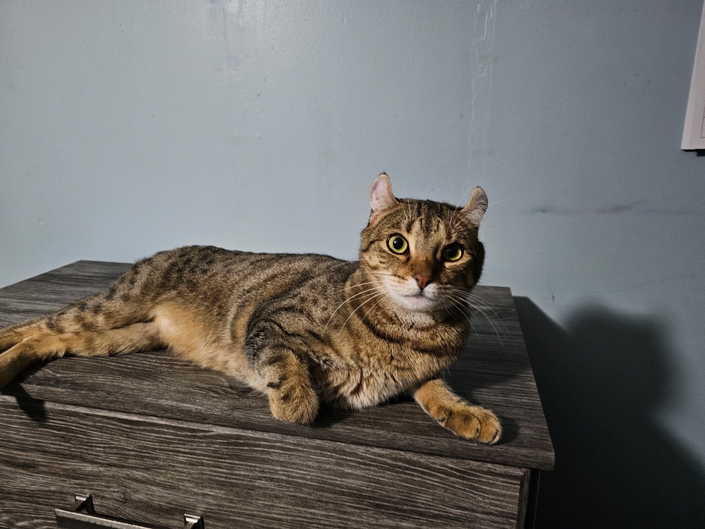 a highlander cat lying on wood