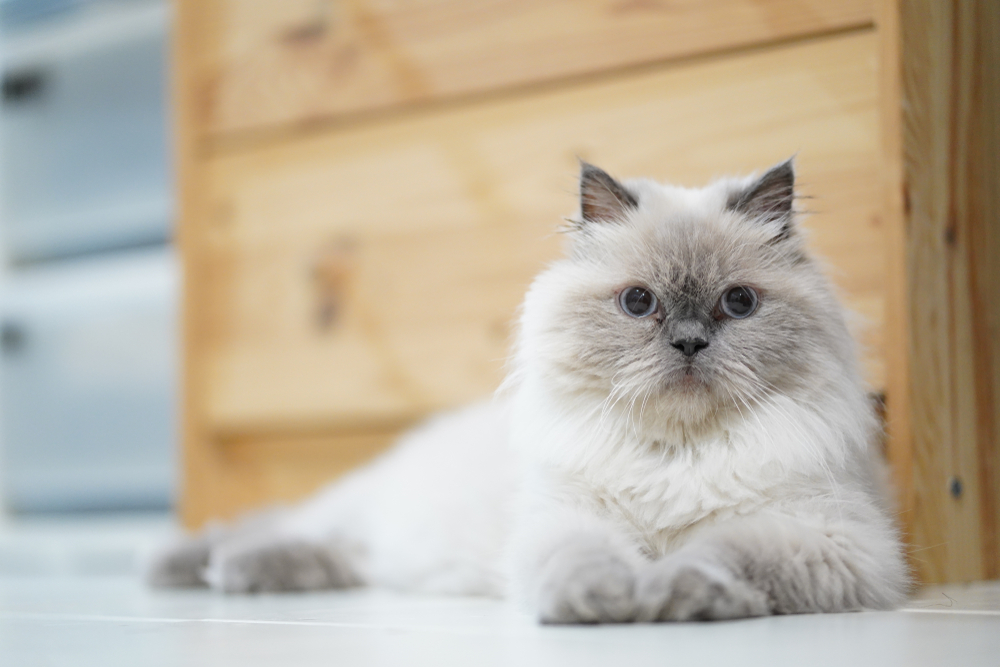 a himalayan cat lying beside wooden cabinet