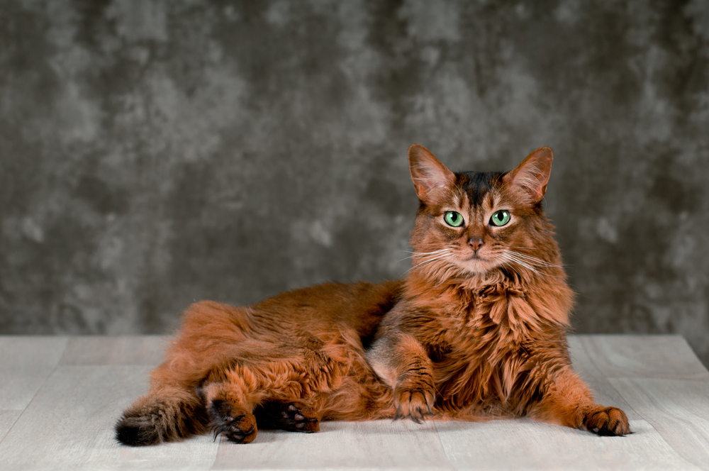 a somali cat portrait