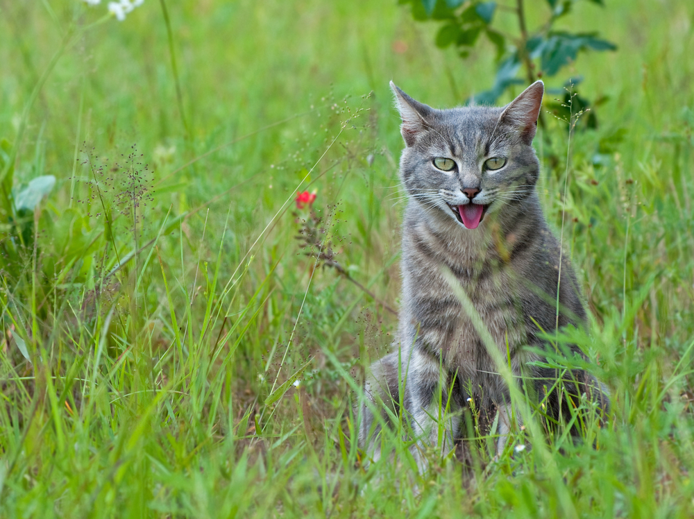 a tabby cat panting on hot weather